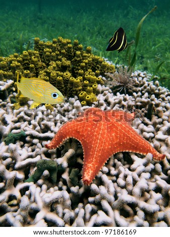 Underwater starfish over coral with yellow tube sponge and fish, Caribbean sea, Costa Rica