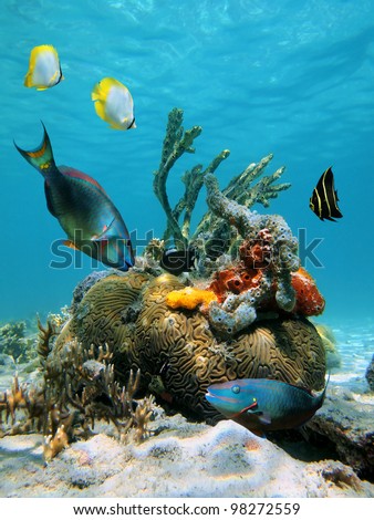Colorful fish and tropical marine life in the Caribbean sea