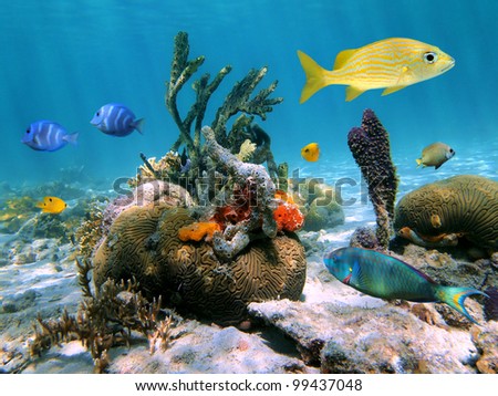 Colorful life in the Caribbean with coral, tropical fish and sponges