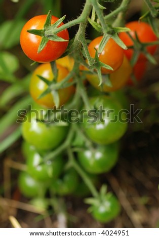 stem of cherry tomatoes in various degrees of ripeness