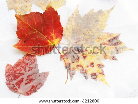 close-up of waxed paper pressed leaves with one fresh vibrant red leaf
