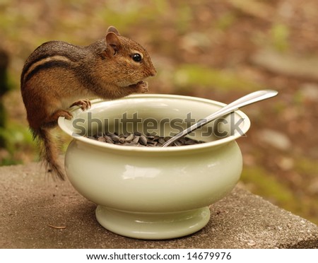 little chipmunk eating from bowl