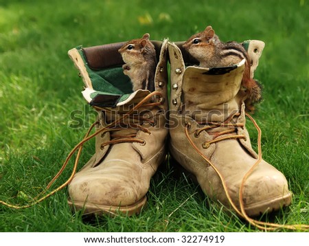 two cute chipmunks playing in old work boots