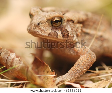 eastern american toad (bufo americanus) among fall leaves