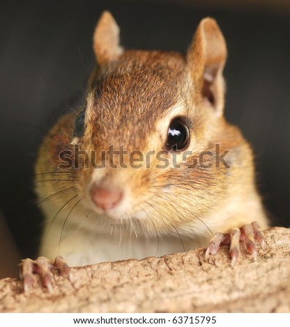 little curious chipmunk pops her head up over a piece of wood