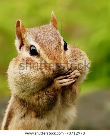 closeup portrait of a chipmunk with her cheeks full