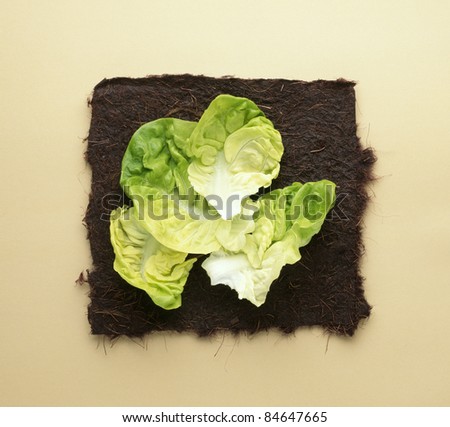 Lettuce hearts