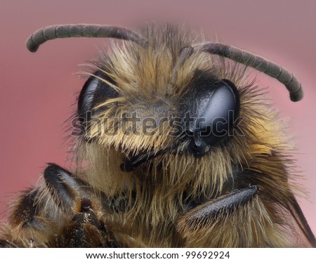 Wide eyed miner bee