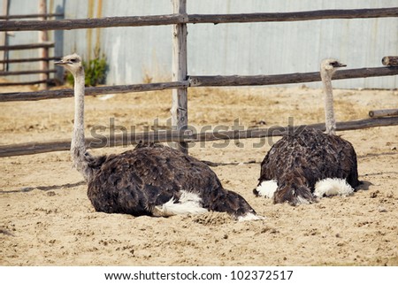 Two Ostriches in pen. Big beautiful birds sit