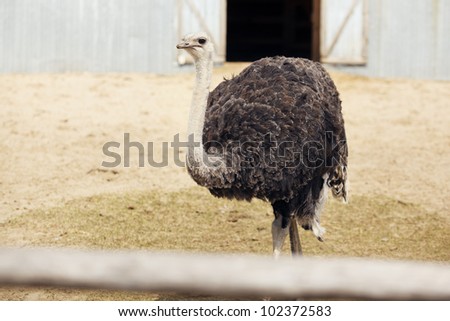 Ostrich in pen. Big beautiful bird walks