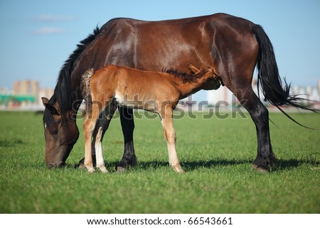 A mare and her offspring in a green field of grass. City on background
