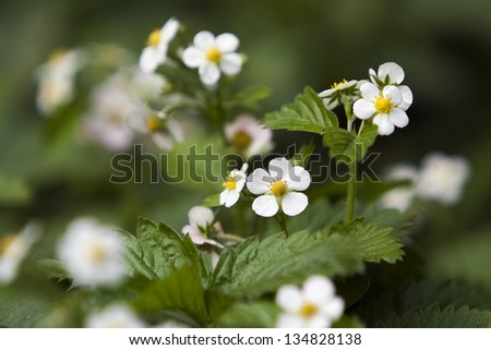Close up of the strawberry plant with flowers.