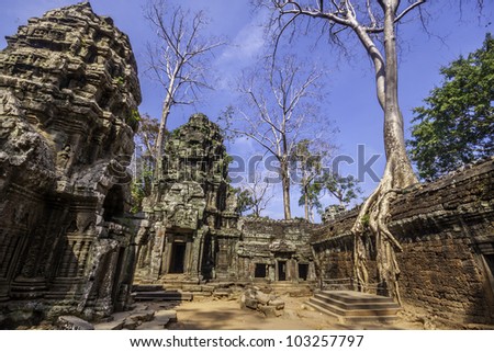 Tree in the ancient temples of Ta Phrom, Angkor Wat, near Siem Reap, Cambodia, South East Asia.