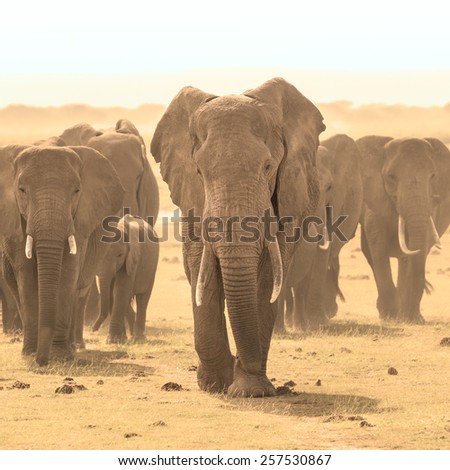 Herd of african elephants walking in savanna. African elephant societies are arranged around family units made up of around ten closely related females and their calves and is led by an older female.