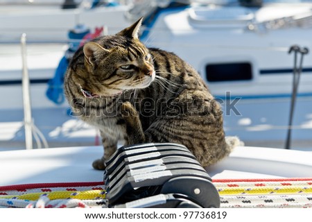 Skipper cat with sailing yacht rigging