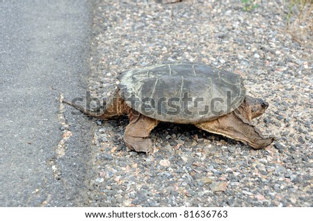 Large snapping turtle walked across paved road to safety on other side