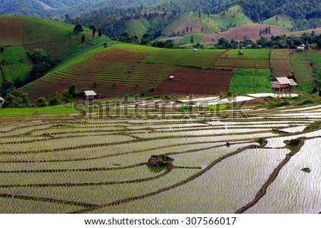 terraced rice fields / raining on the mountain