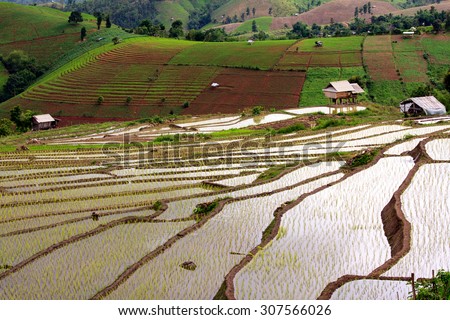 terraced rice fields / raining on the mountain