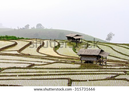 rice field-slow life in asian