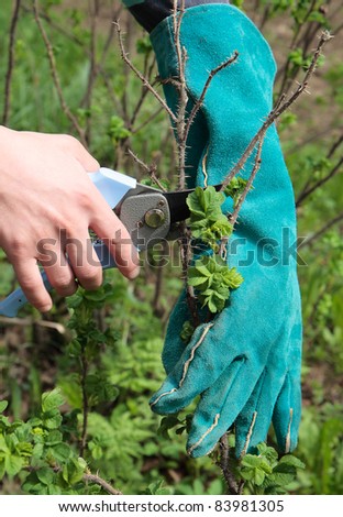 Cut off the dry branches of briar with secateurs
