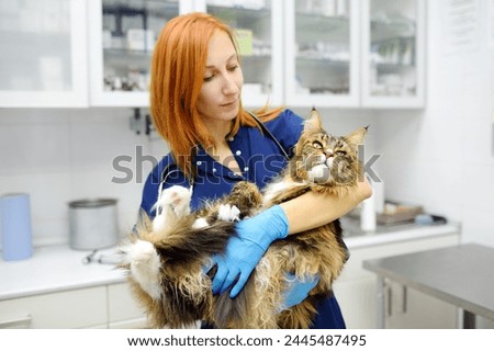 Similar – Image, Stock Photo Maine Coon cat, looking to the side in the garden