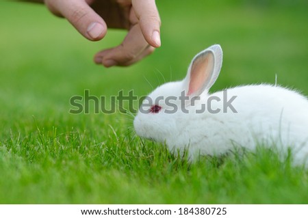 Funny baby white rabbit in grass and hands of a man