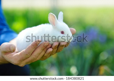 Funny baby white rabbit in the hands of a man