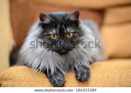 Funny cat on a yellow chair