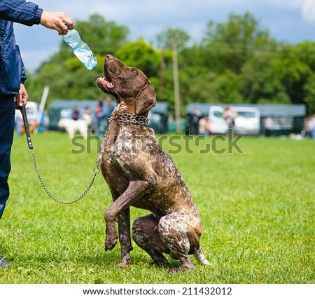 Funny dog with bottle of water