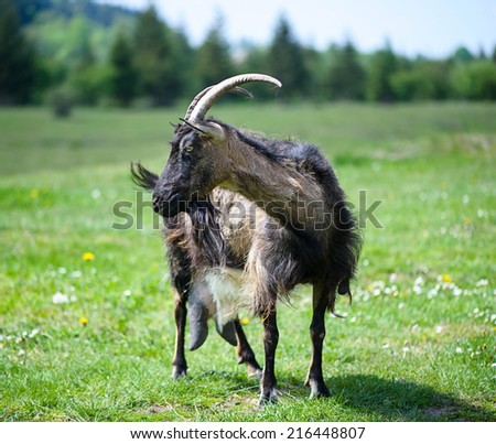 Funny goat\'s portrait on a green sunny meadow background