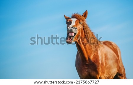 Similar – Funny horses on meadow