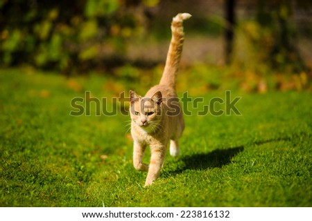 Red cat running on green grass