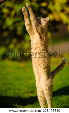 Funny jumping cat