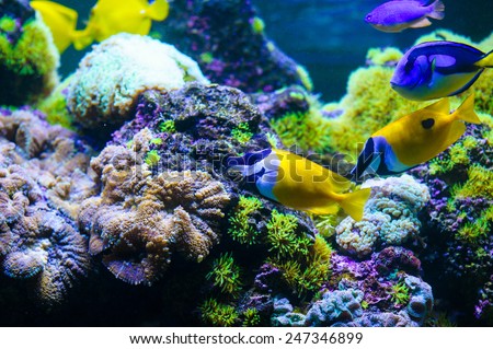 sea fish and corals