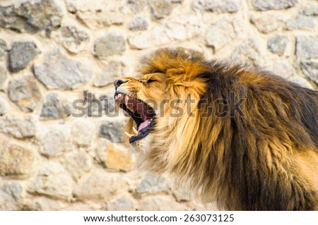 Angry roaring lion