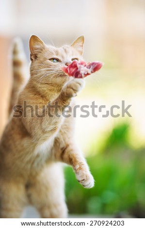 Funny red-haired cat jumps by piece of juicy meat.