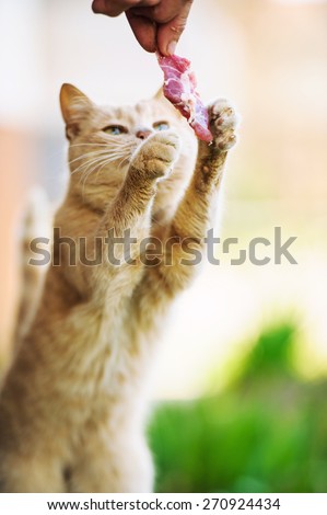 Funny red-haired cat jumps by piece of juicy meat. Focus on front paws