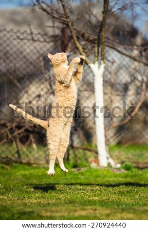 Funny red-haired cat jumps on green grass