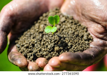 Farmer hand holding a fresh young plant. Symbol of new life and environmental conservation
