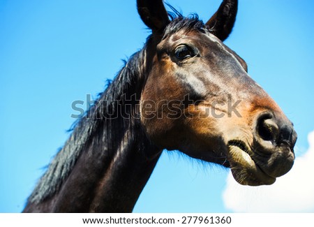 Portrait of a brown stallion.  Portrait of a sports brown horse. Thoroughbred horse. Beautiful horse. Horse head over blue sky with clouds.
