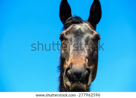 Portrait of a brown stallion.  Portrait of a sports brown horse. Thoroughbred horse. Beautiful horse. Horse head over blue sky.