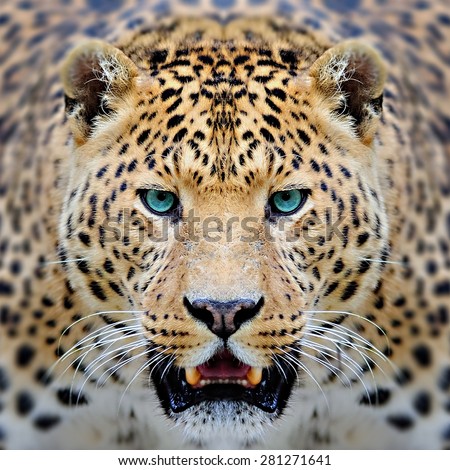 leopard face - Stock Image - Everypixel