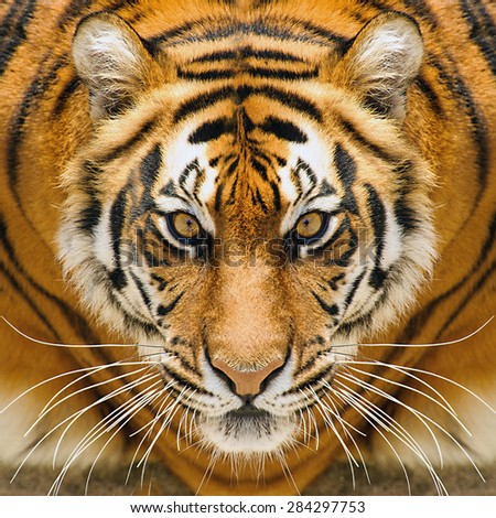 Beautiful amur tiger portrait. Tiger face. Panthera tigris altaica.