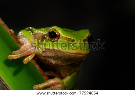 green treefrog on leave over black background