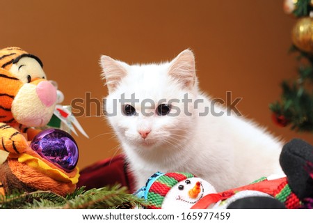 White cat playing with soft toys