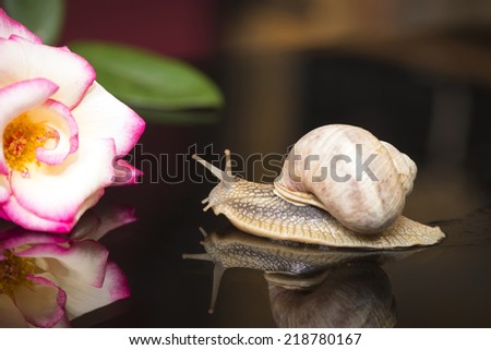 Snail moving on the glass and goes according the rose