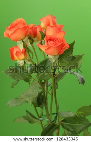 Bright orange roses on Holiday theme/Floral background for Valentines day card