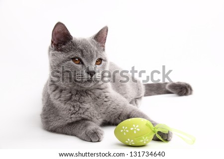 Fluffy beautiful domestic gray or blue British short hair cat with yellow eyes/Cat playing with colored Easter egg
