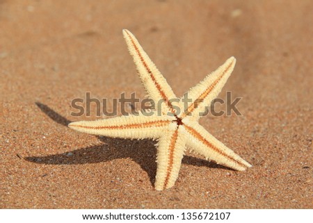 Starfish on sand/Starfish on a background of brown sand on a summer theme
