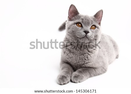 Funny curious animal/charming young cat